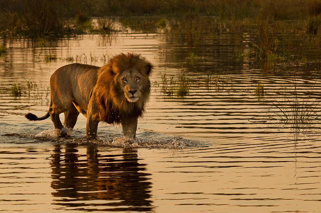 166 Okavango Delta, leeuw.jpg
